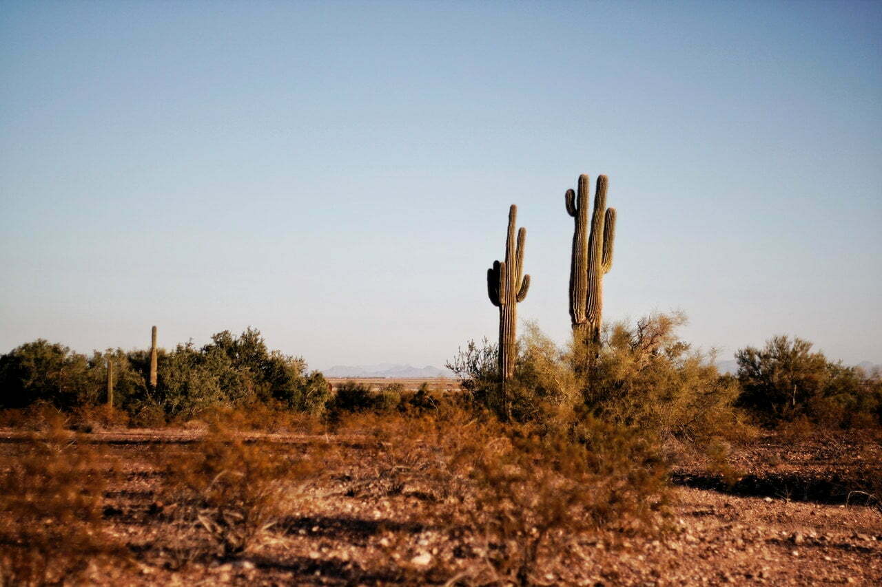 a cactus in a desert