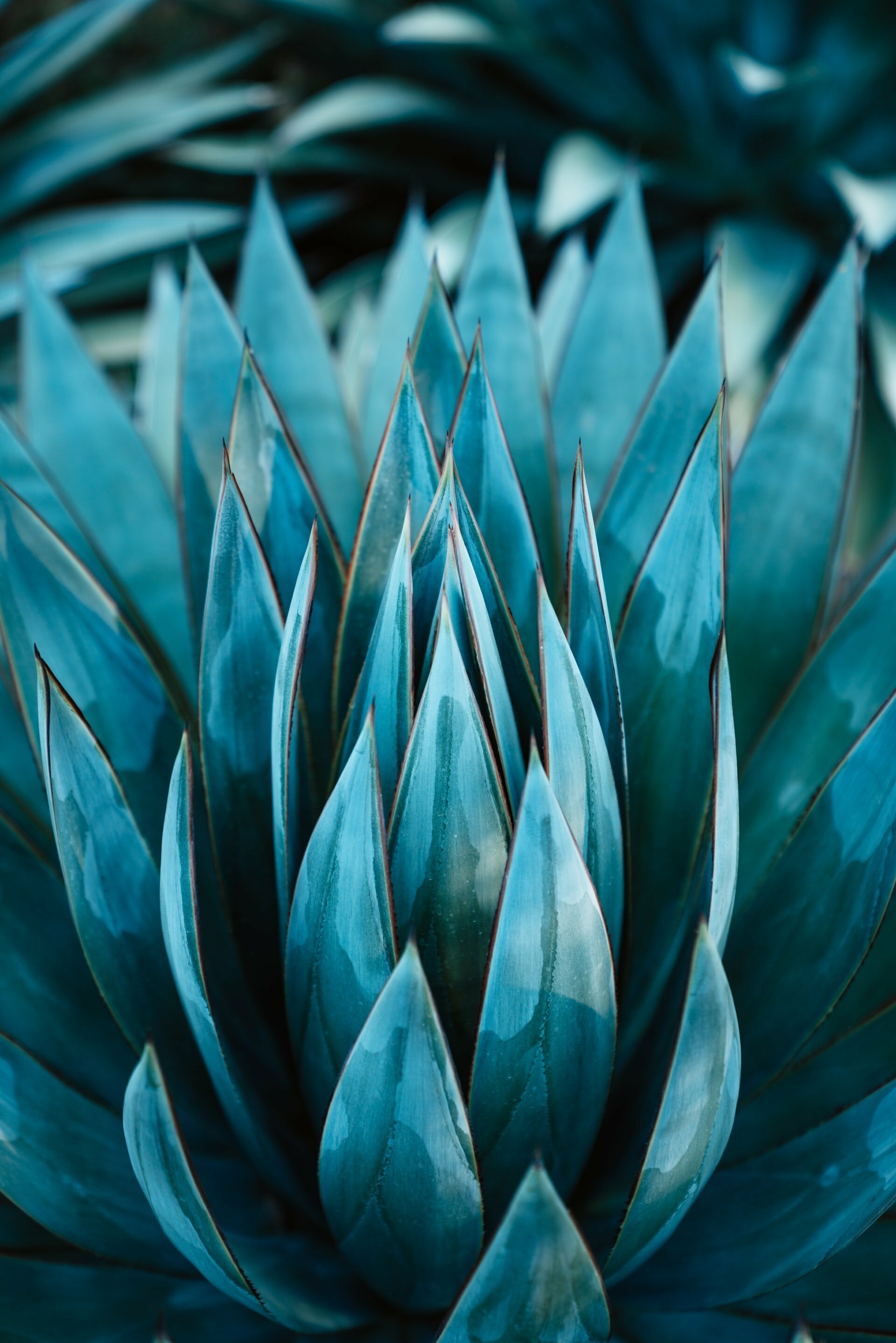 a close up of a plant