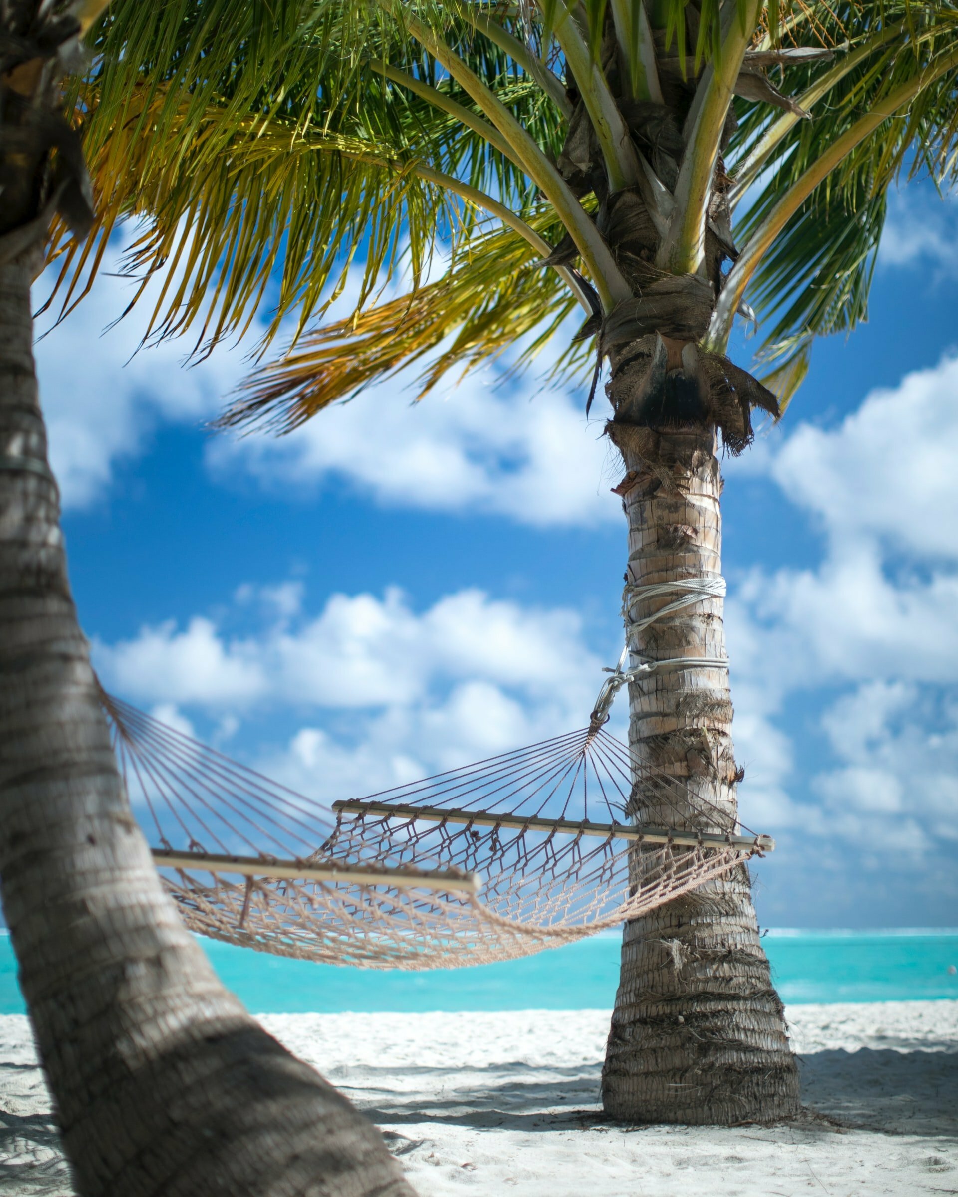 a palm tree on a beach